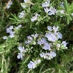 Salvia jordaniiLorea