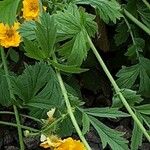 Tagetes tenuifolia Листок