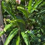 Alpinia zerumbet Habit