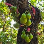 Halleria lucida Fruto