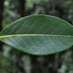 Chionanthus broomeanus Feuille