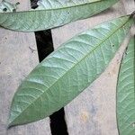 Duguetia eximia Hoja