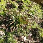 Carex plantaginea Leaf