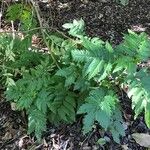 Melianthus comosus Blad