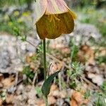 Fritillaria graeca Цвят