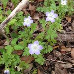 Nemophila phacelioides Хабит