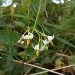 Solanum chenopodioidesFiore