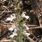 Teucrium pseudochamaepitys Blatt