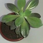 Pachyphytum kimnachii Leaf