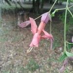 Dolichandra cynanchoides 花