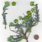 Euphorbia seguieriana Hábito