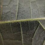 Duboscia macrocarpa Hoja