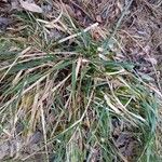 Danthonia decumbens List