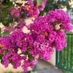 Lagerstroemia indicaFlor