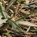 Phalaris arundinacea Leaf