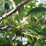 Citrus japonica Blomma