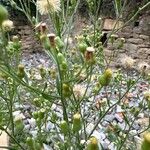 Erigeron sumatrensisBlodyn