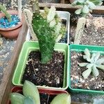 Opuntia triacanthos List