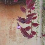 Tradescantia zebrina 花
