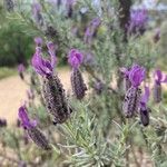 Lavandula stoechasFlower