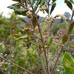 Macaranga myriolepida Hábito