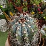 Melocactus azureus Φύλλο