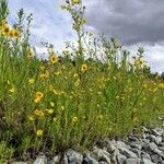 Coreopsis leavenworthii Flower