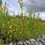 Coreopsis leavenworthii Flor