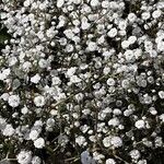 Gypsophila paniculata ശീലം