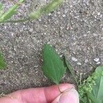 Chenopodium album Leaf
