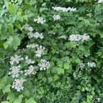 Viburnum sargentii Habit