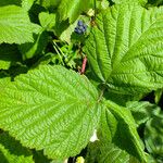 Rubus caesius Levél