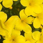 Linum flavum Flower