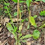 Plantago virginica Habitus