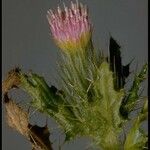 Cirsium brevistylum Floare