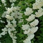 Spiraea × vanhouttei Õis