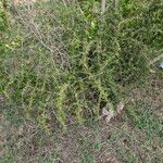 Asparagus acutifolius Habitus