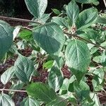 Lonicera oblongifolia