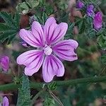 Malva sylvestrisFlor