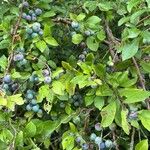 Prunus spinosa Otro