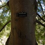 Dacrycarpus dacrydioides Bark