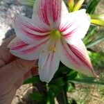 Echinopsis chamaecereus Flower