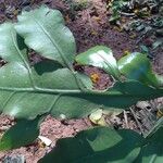 Epiphyllum oxypetalumLeaf