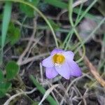 Romulea arnaudii Flower