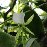 Angraecum eburneum Blomma