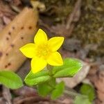 Centaurium maritimum 花