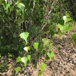 Betula populifolia Folha