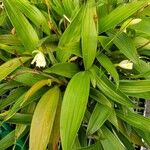 Sobralia fragrans Lapas