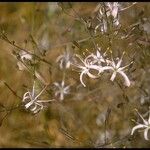 Chlorogalum pomeridianum Λουλούδι
