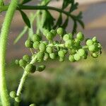 Lepidium didymum Plod